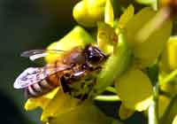 ナンテンカズラの花とミツバチ