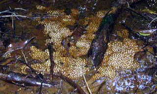 オオハナサキガエルの卵