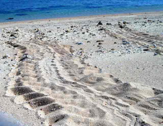 海亀の足跡